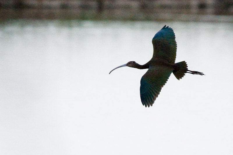 White-faced Ibis 2 arriving