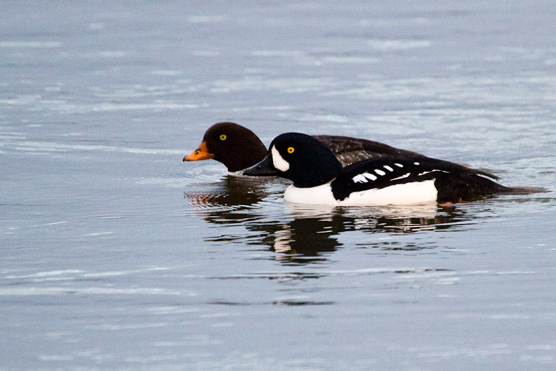 Barrows Goldeneyes