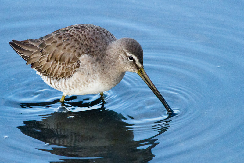 Dowitcher