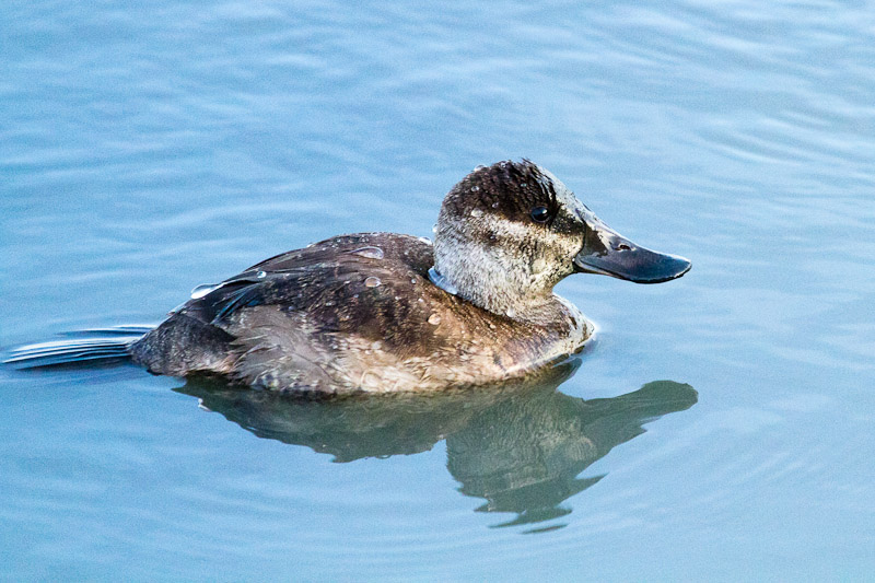 Ruddy Duck