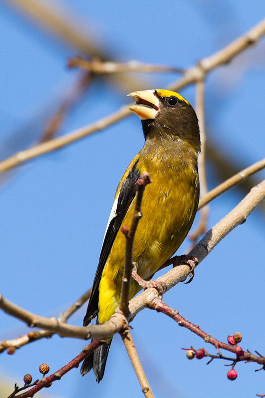 Evening Grosbeak