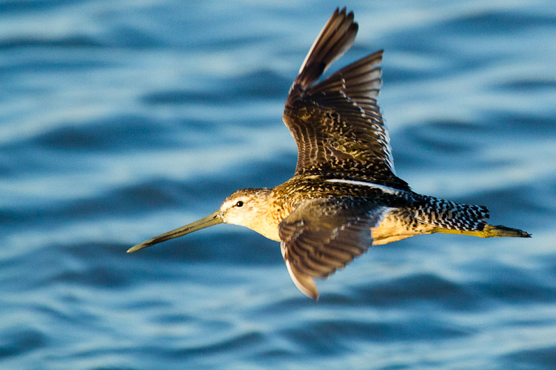 Dowitcher