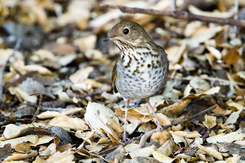 Hermit Thrush