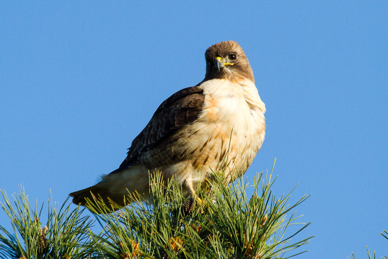 Red-tailed Hawk