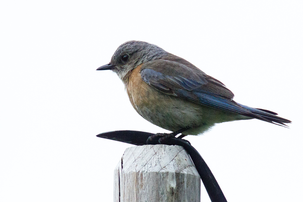 Western Bluebird