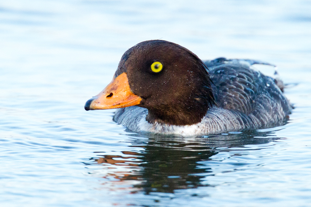 Barrows Goldeneye