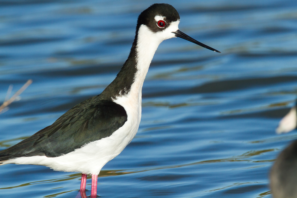 Black-necked Stilt