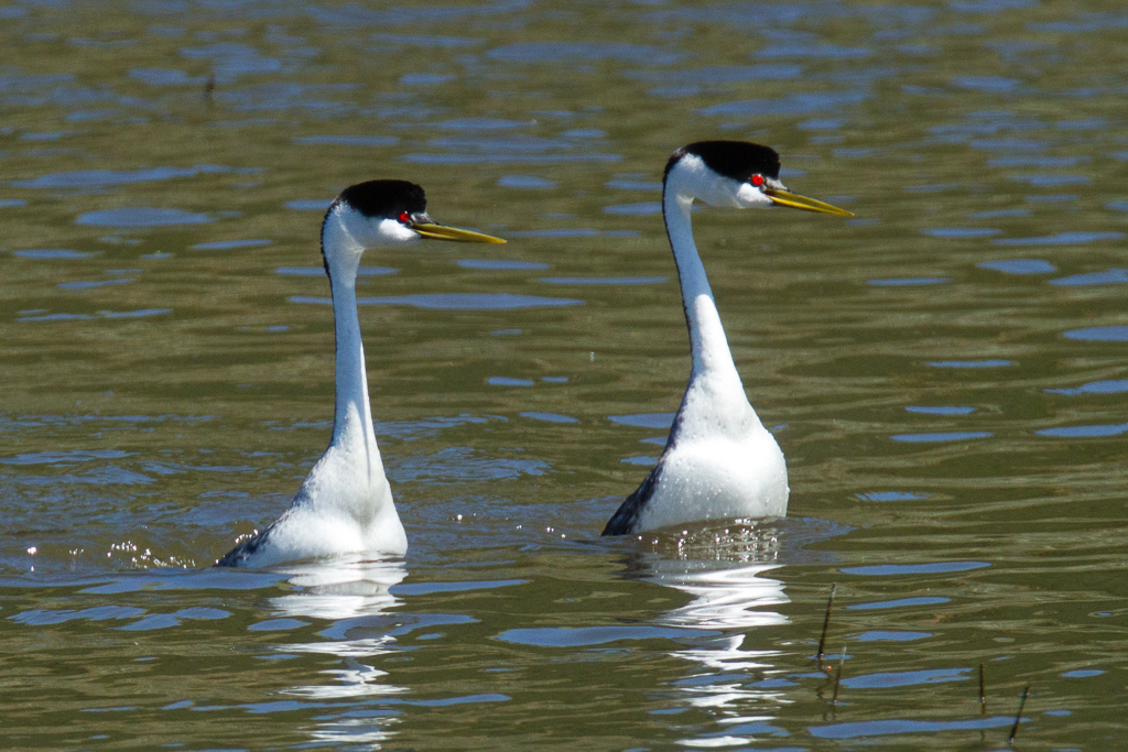 Western Grebes just before dancing