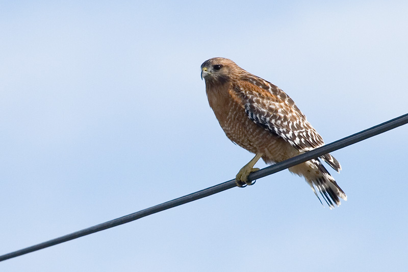 Red-shouldered Hawk