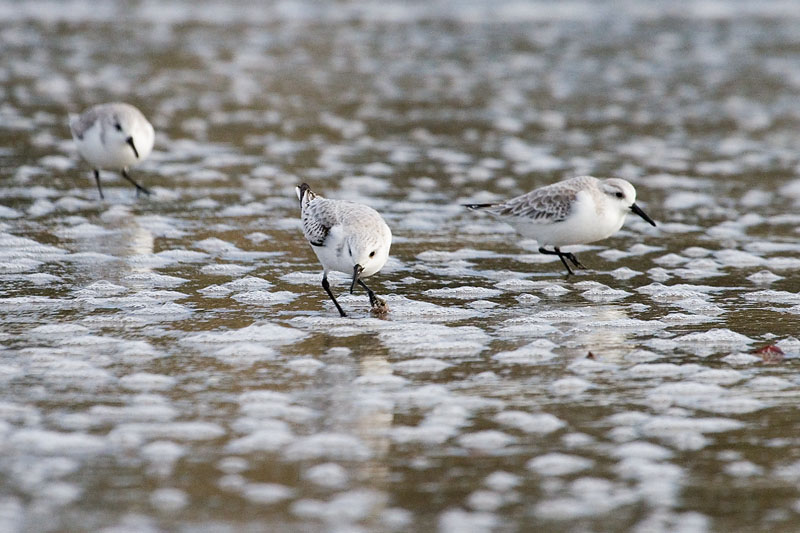 Sanderlings