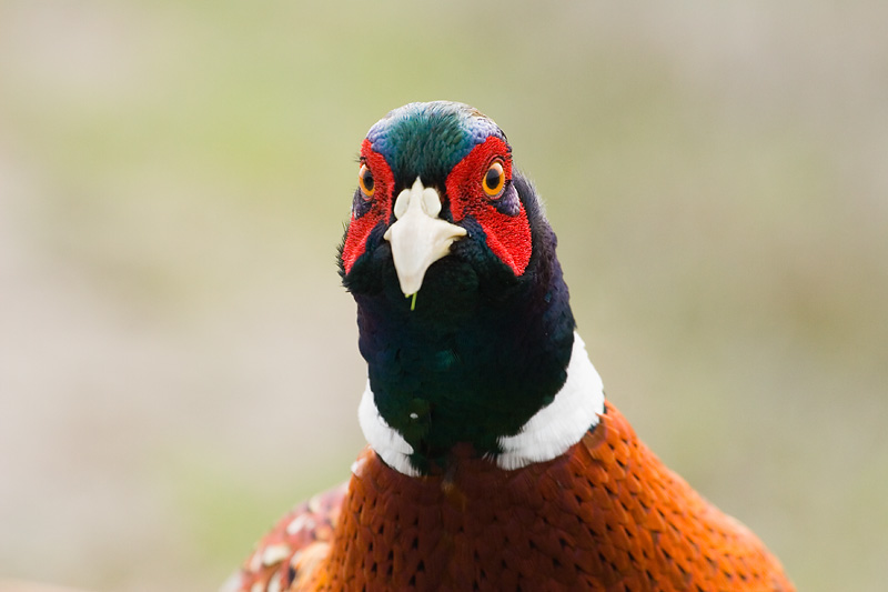 Ring-necked Pheasant