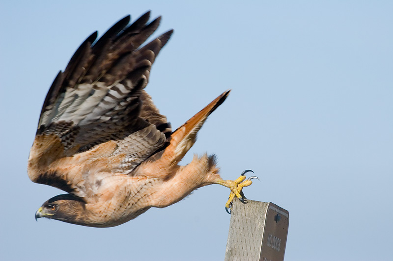 Red-tailed Hawk