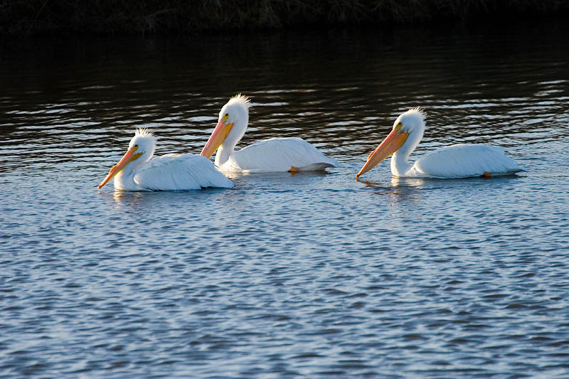 3 Pelicans