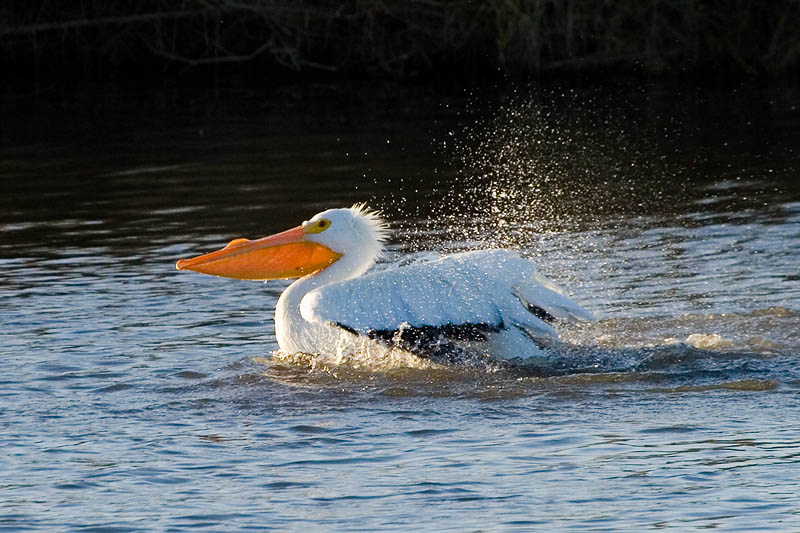 American White Pelican