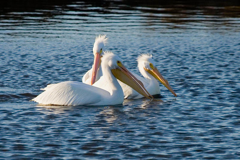 3 Pelicans