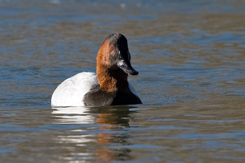 Canvasback
