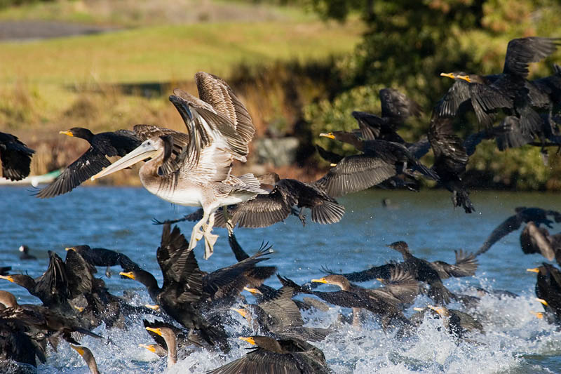 Brown Pelican and cormorants