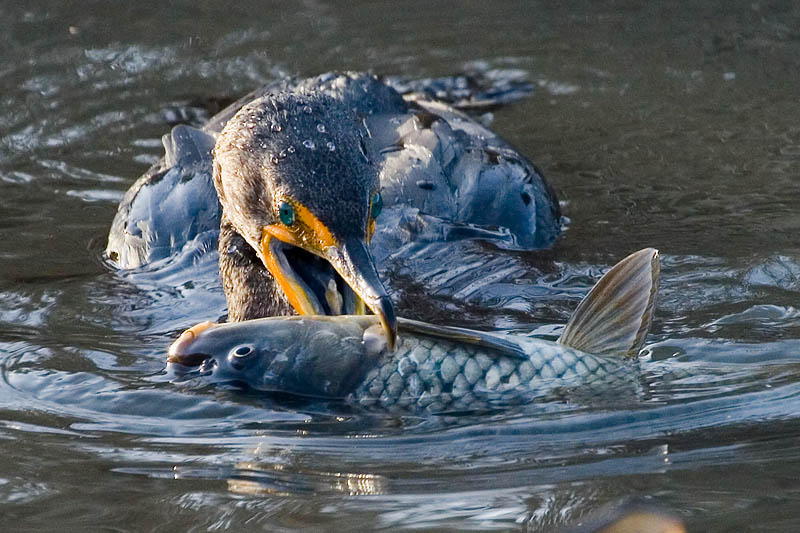 Double-crested Cormorant with fish