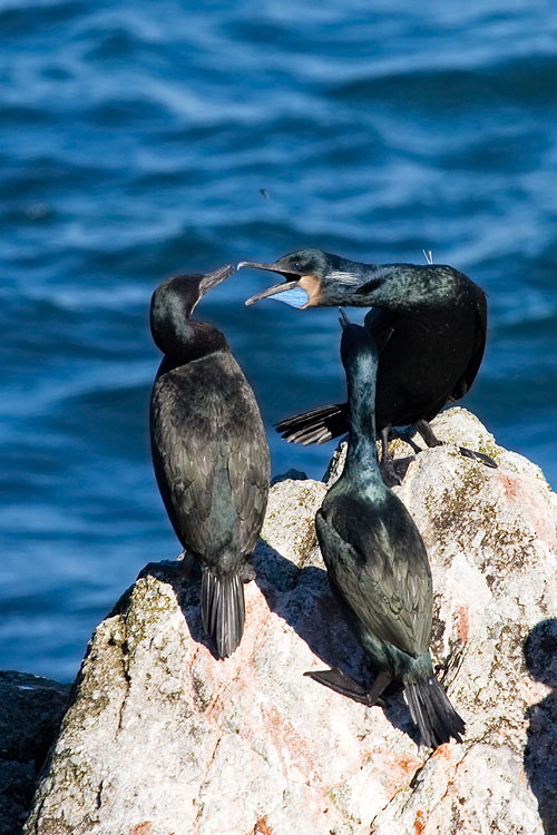 Brandts Cormorants, breeding plumage