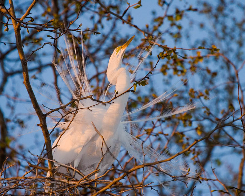 Great Egret courtship display