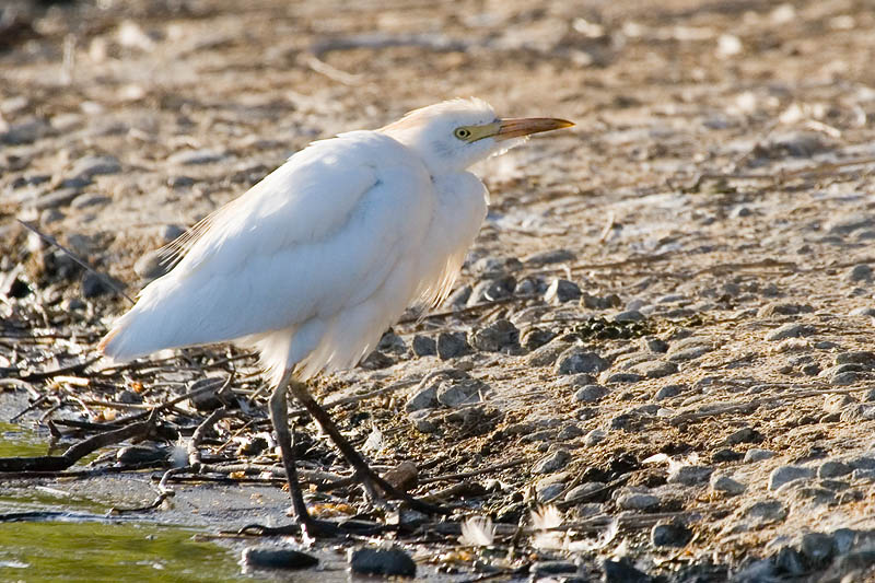 Cattle Egret