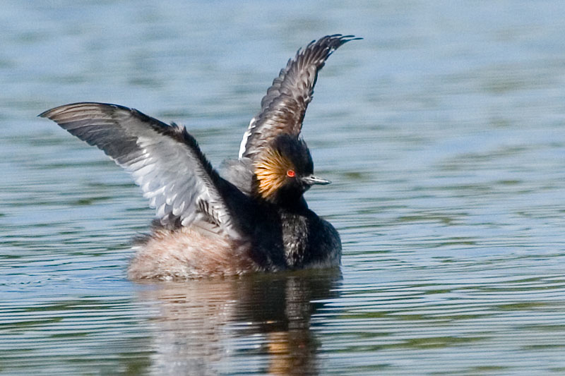 Eared Grebe, courtship display
