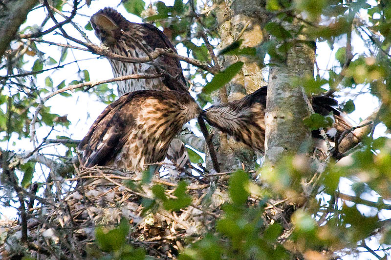 Coopers Hawk fledglings sharing food