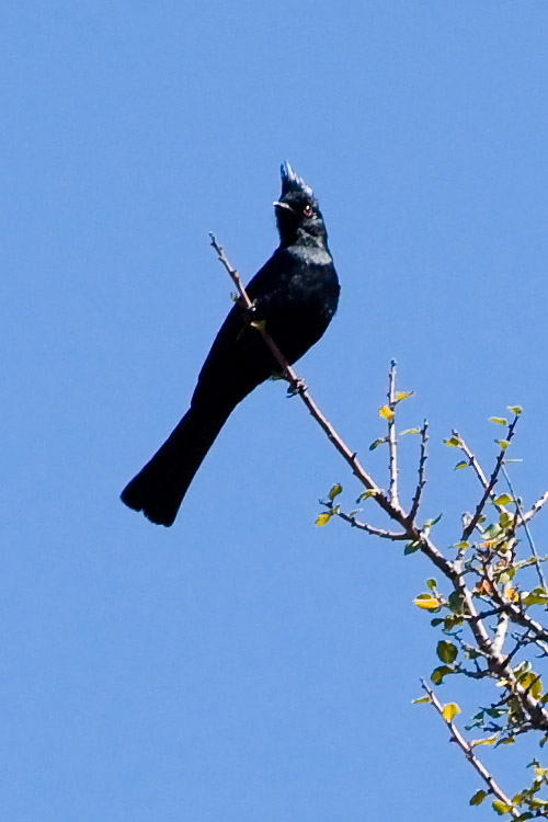 Phainopepla, male