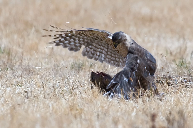 Coopers Hawk catching squirrel