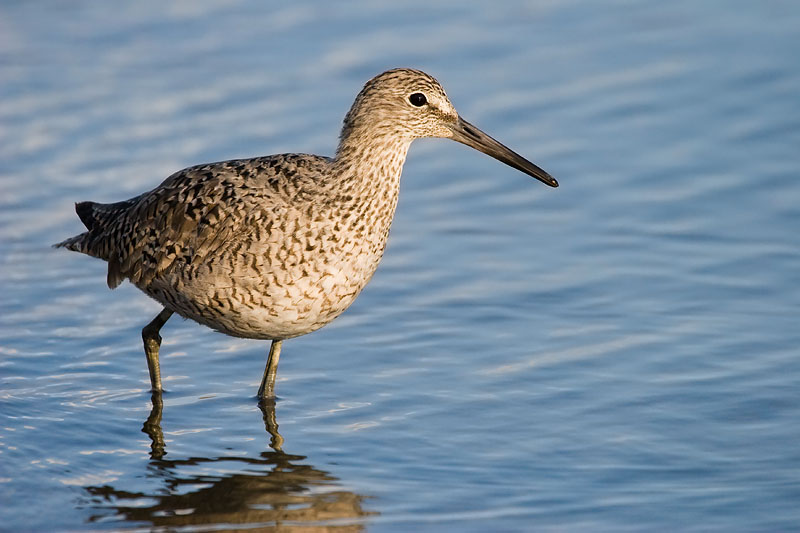 Willet