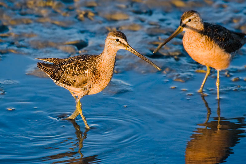 Long-billed Dowitchers