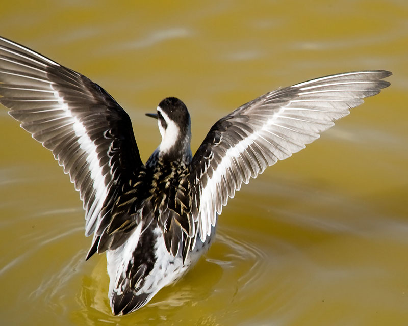 Red-necked Phalarope, juvenile