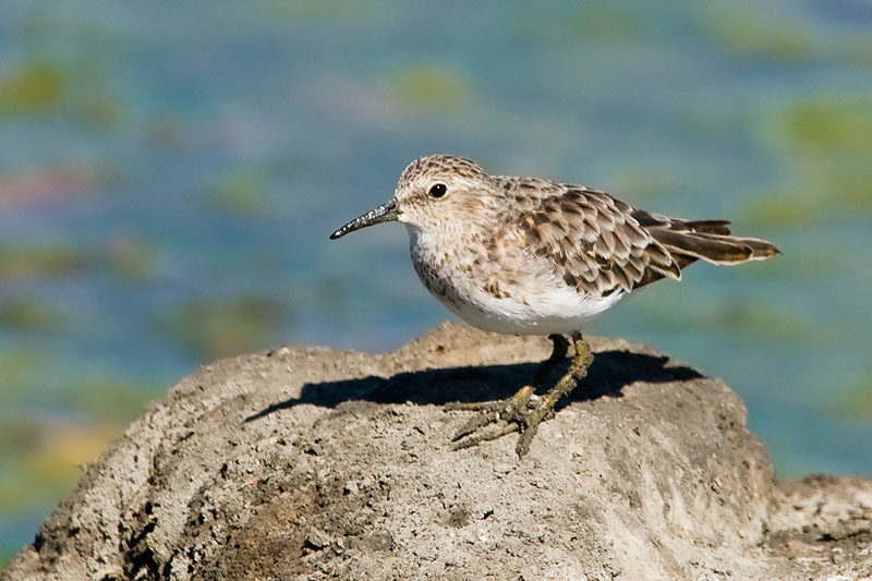 Least Sandpiper