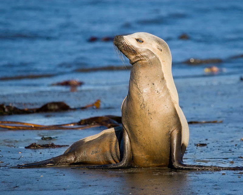 Steller Sea Lion