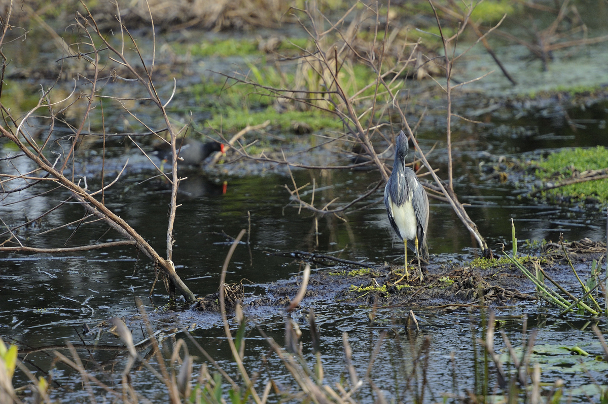 Wetlands18.jpg