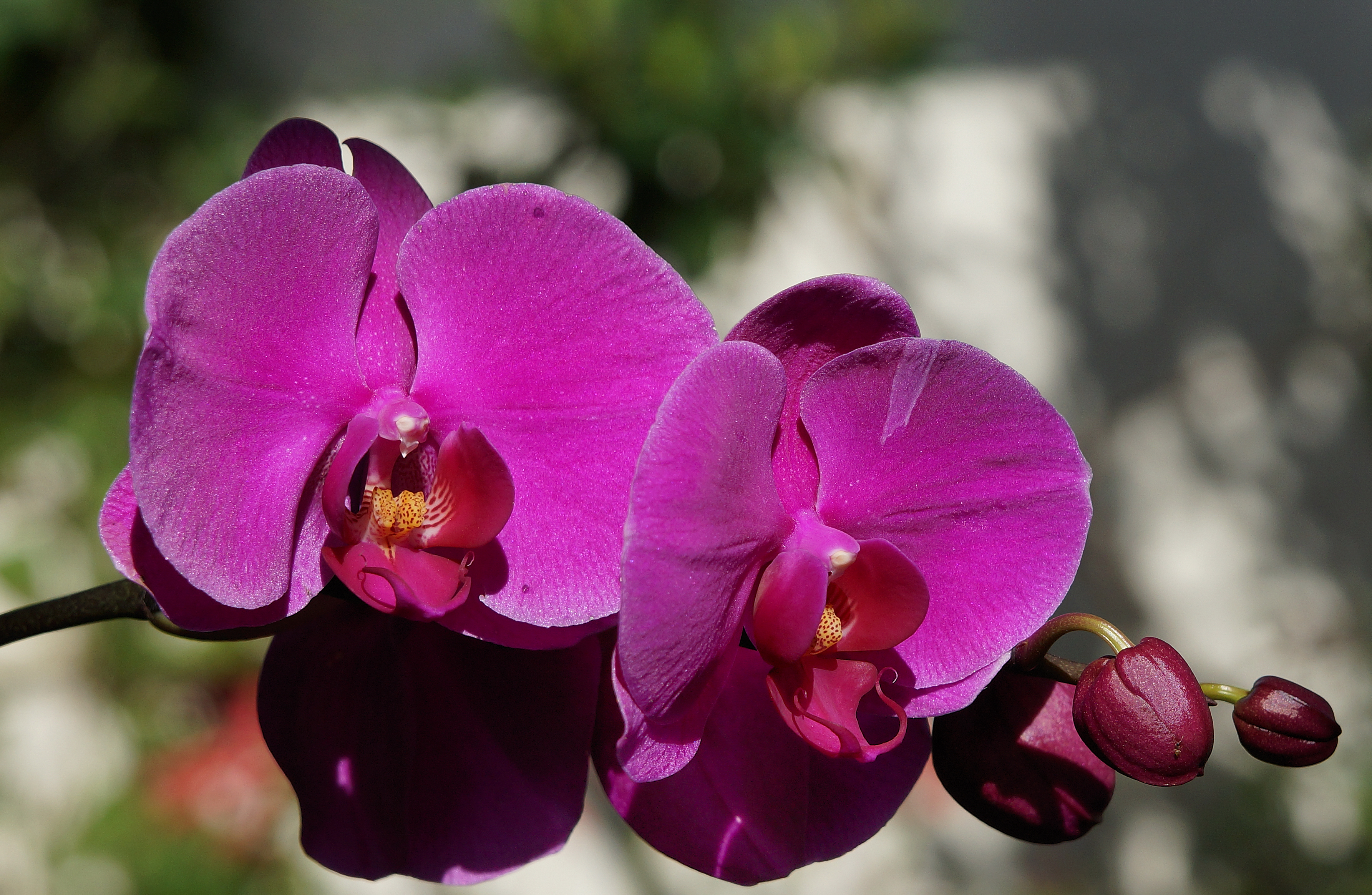 Orchid2.jpg