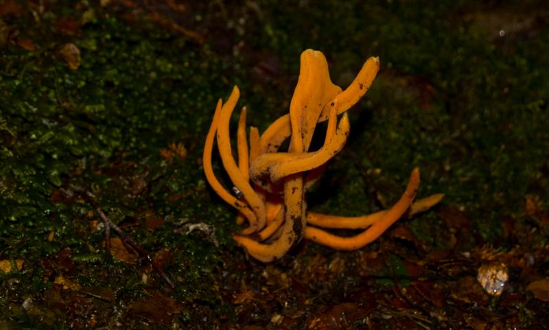 Fungus