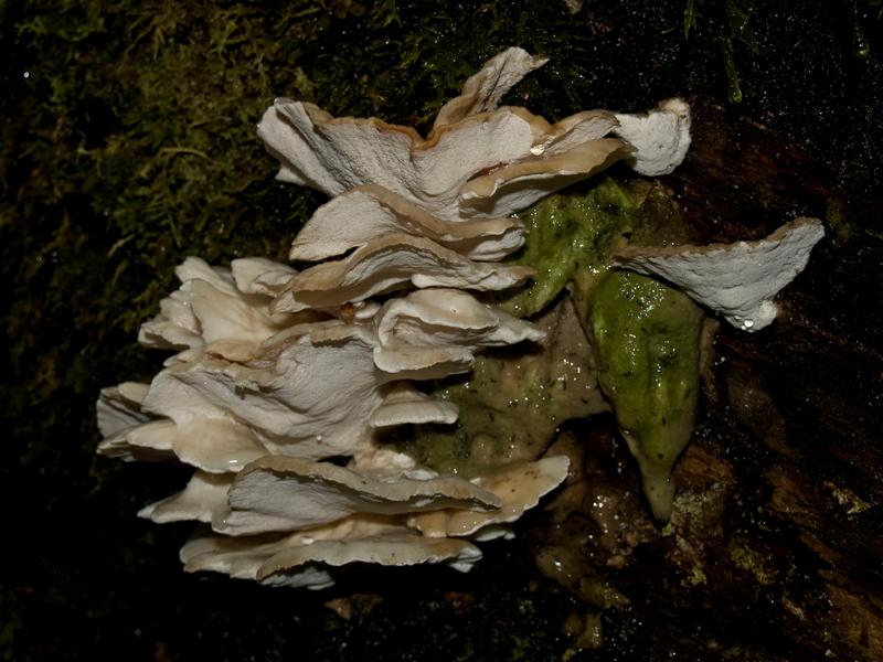 Fungus