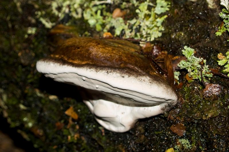 Fungus