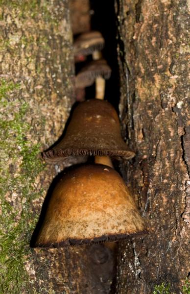 Fungus
