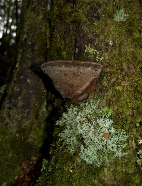 Fungus