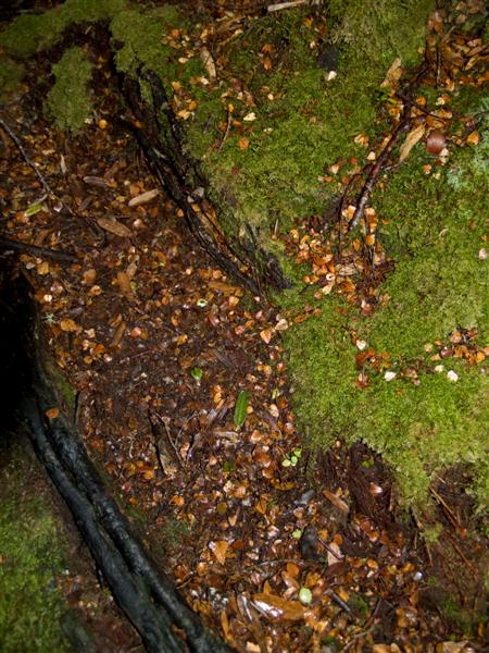 Ground Cover