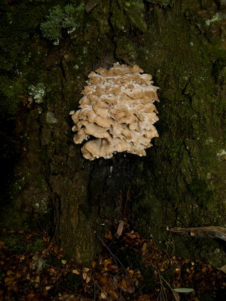 Fungus