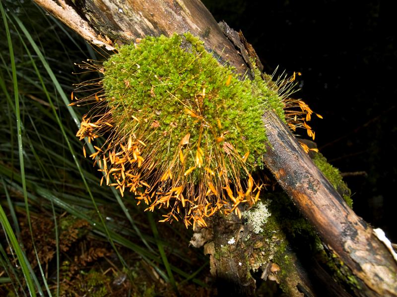 Mosses