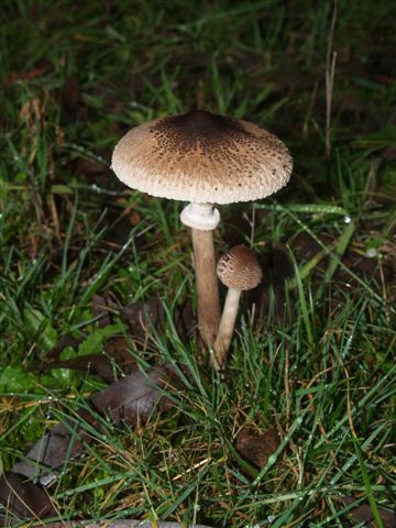 Toadstool