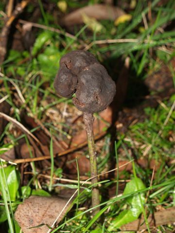 Tall Poppy?