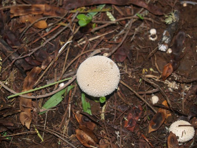 Fungi