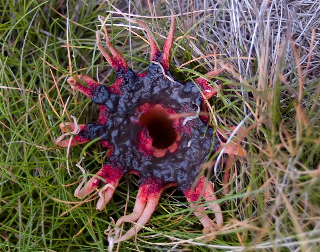 Aseroe Rubra ( Anomone Fungus)
