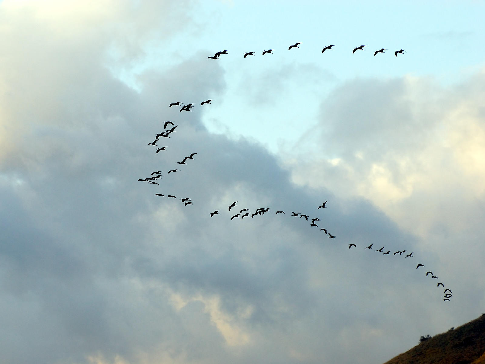 Ibises Enroute