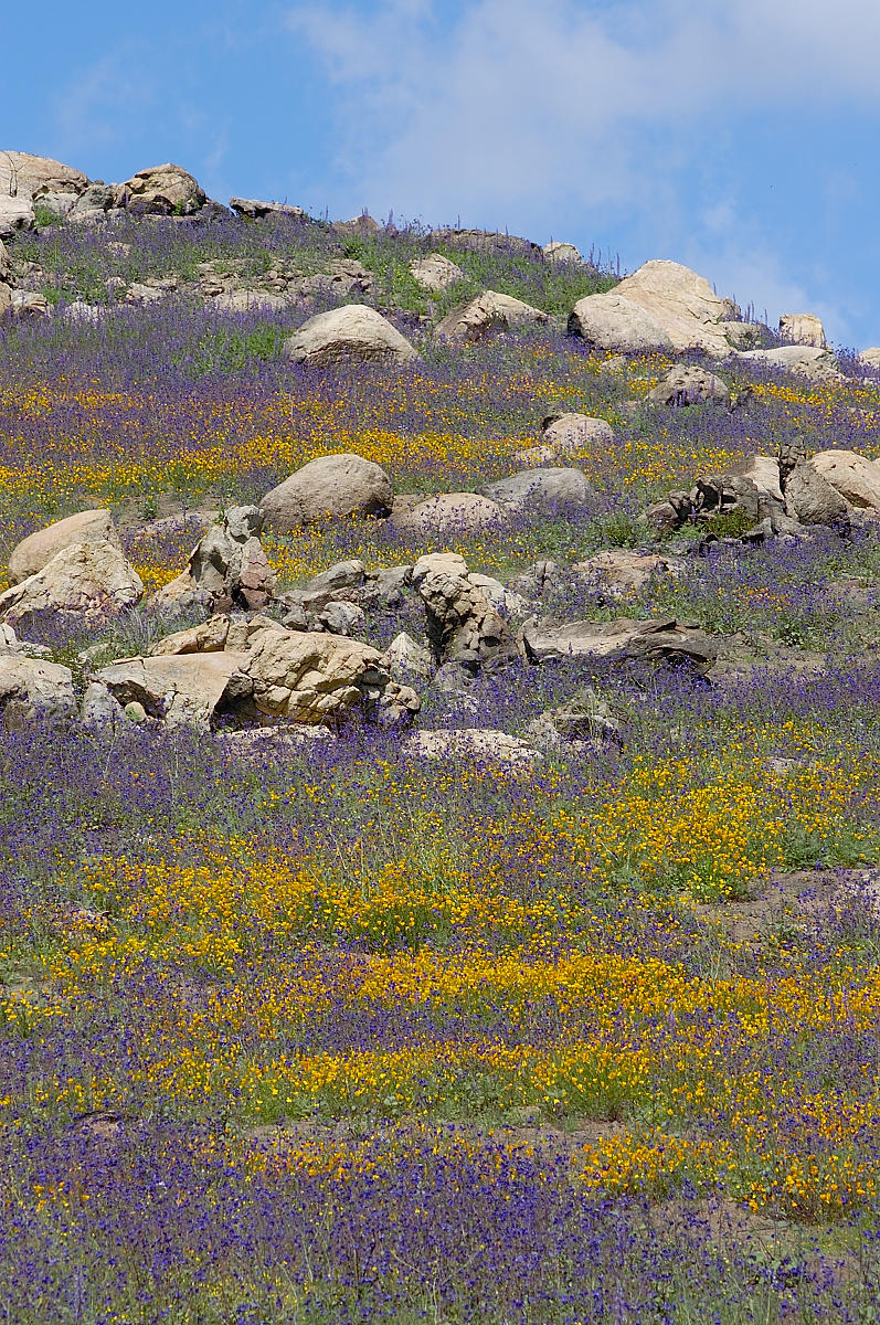 Burnt hillsides now awash in color